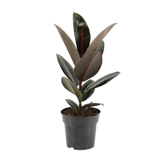 Ficus Elastica Abidjan Ø17cm – Pflegeleichter Gummibaum