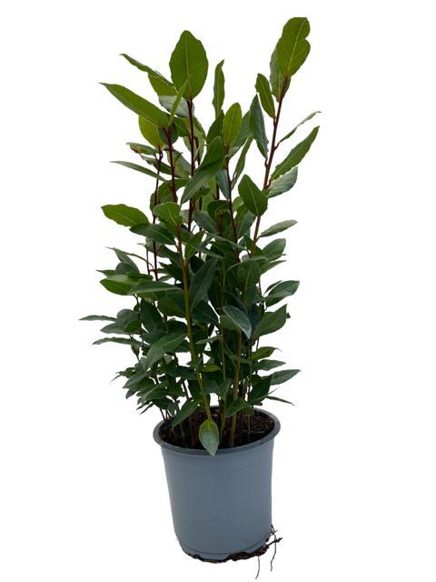 Laurus Nobilis auf Stamm – Ø14cm Topf, 35cm Höhe