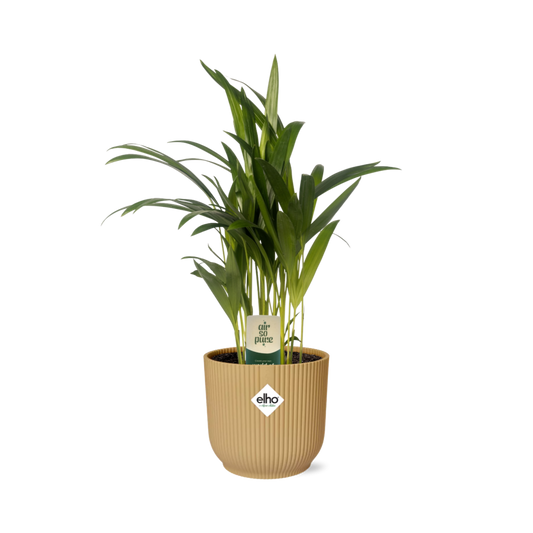 Dypsis Lutescens (Bambuspalme) 12cm im ELHO Vibes Fold Topf