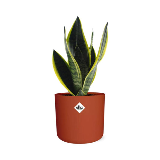 Sansevieria Futura Superba im ELHO b.for soft Rond 14cm Brique