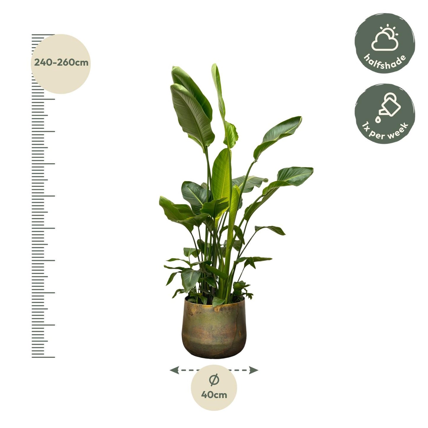 Strelitzia Nicolai de luxe XXL – Weiße Paradiesvogelpalme 250cm