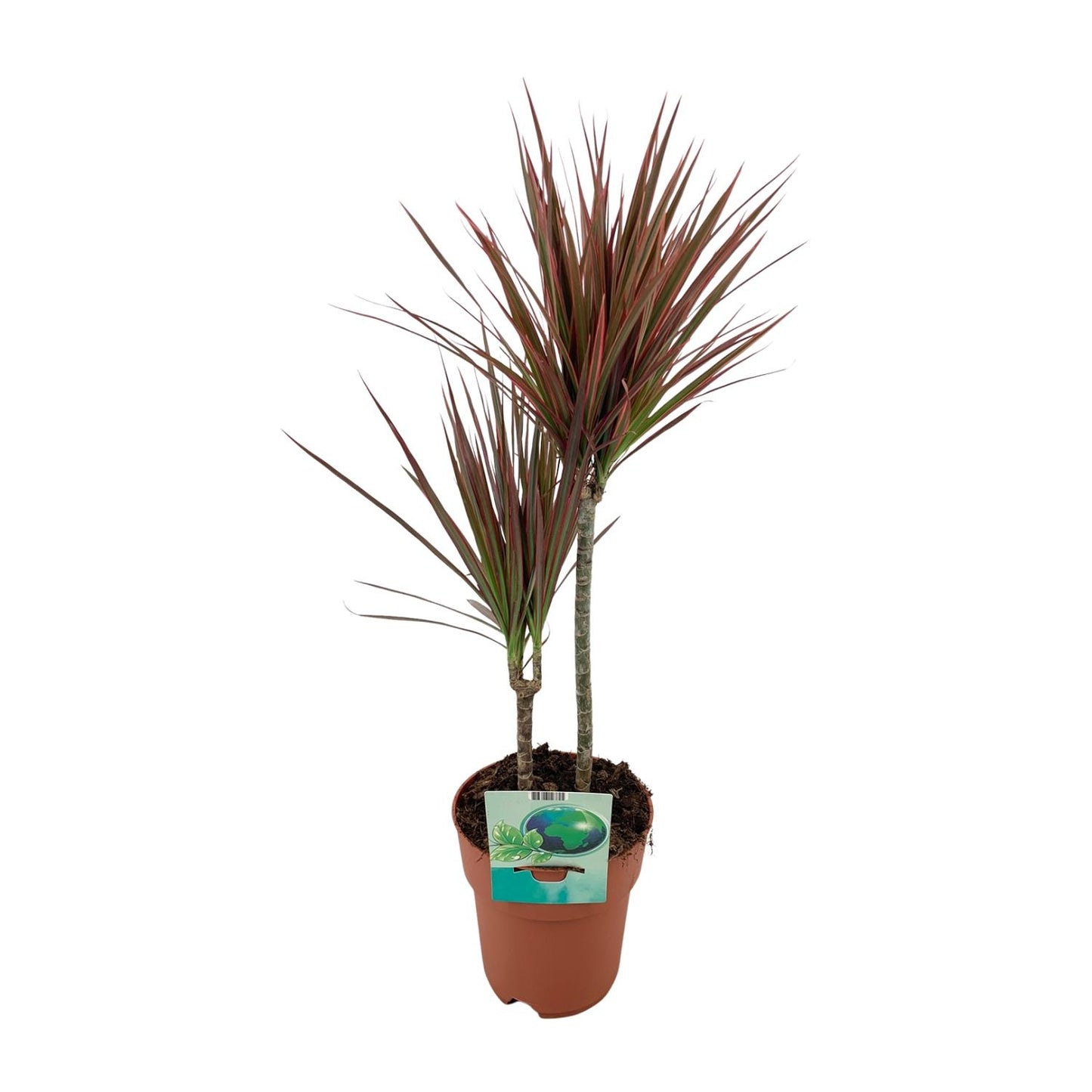 Dracaena Marginata Bicolor – Eleganter Drachenbaum Ø19cm, 70cm