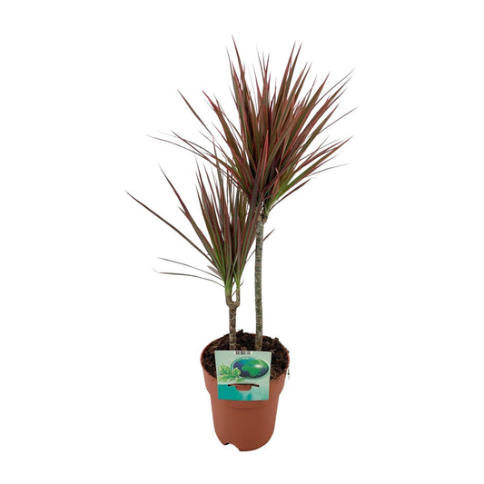 Dracaena Marginata Bicolor – Eleganter Drachenbaum Ø19cm, 70cm