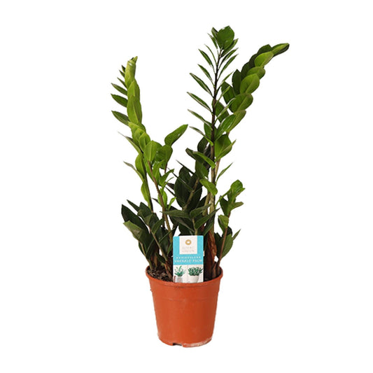 Zamioculcas Zamiifolia – Pflegeleichte ZZ-Pflanze Ø14cm, 45cm hoch
