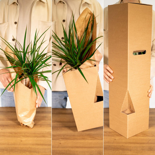 Zamioculcas Zamiifolia – Pflegeleichte Zimmerpflanze Ø17cm