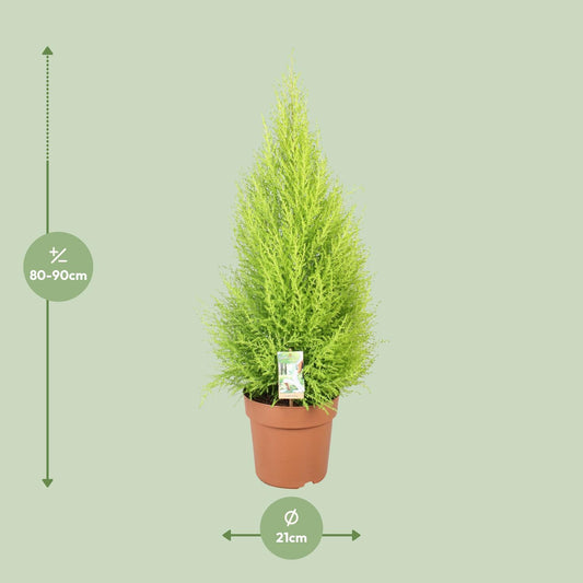 Cupressus Goldcrest Wilma - Kompakte Zeder Ø21cm, 90cm hoch