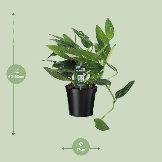 Philodendron Cobra Toef – Pflegeleichte Zimmerpflanze Ø17cm