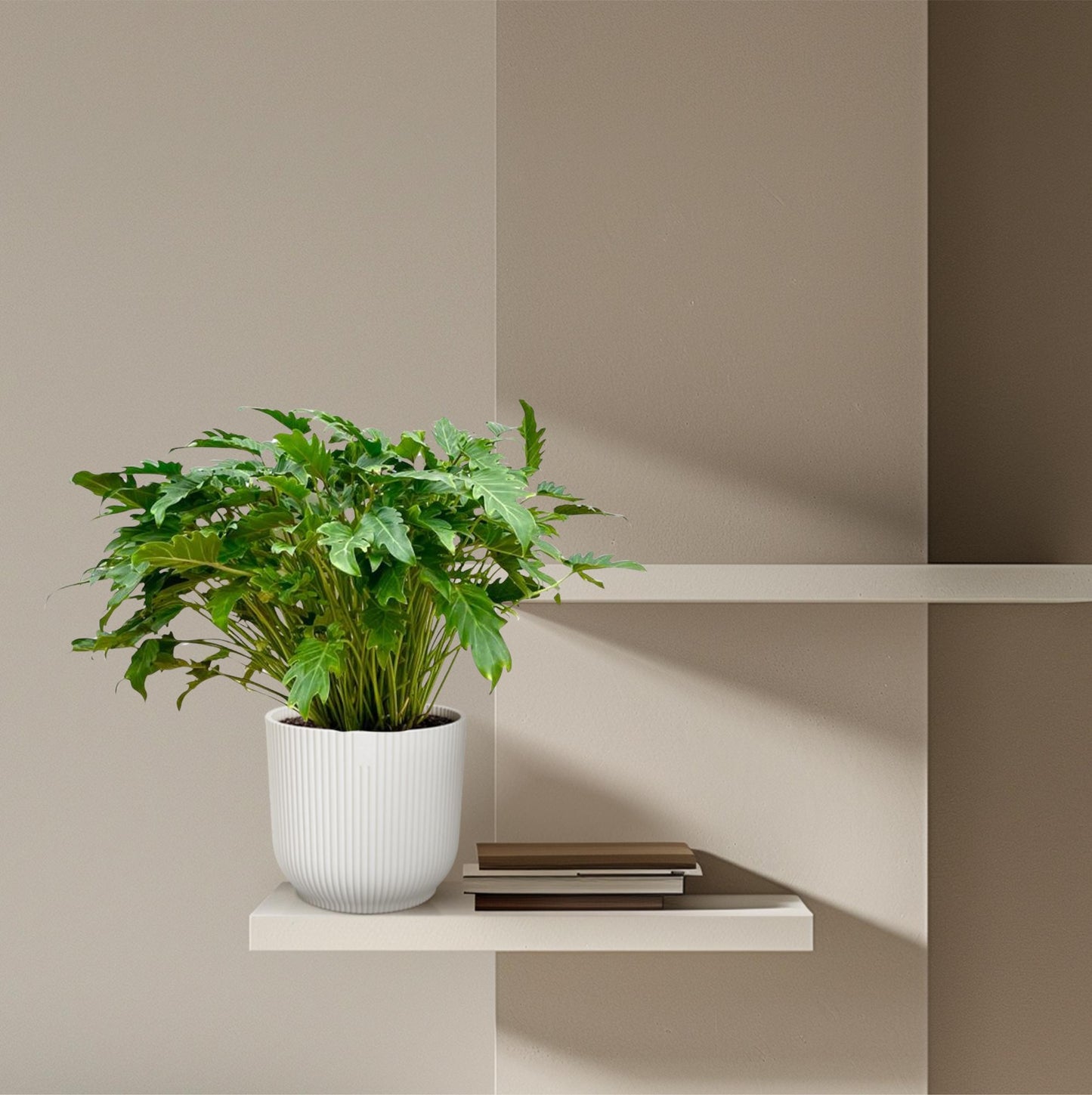 Philodendron Xanadu – Pflegeleichte Zimmerpflanze 80 cm