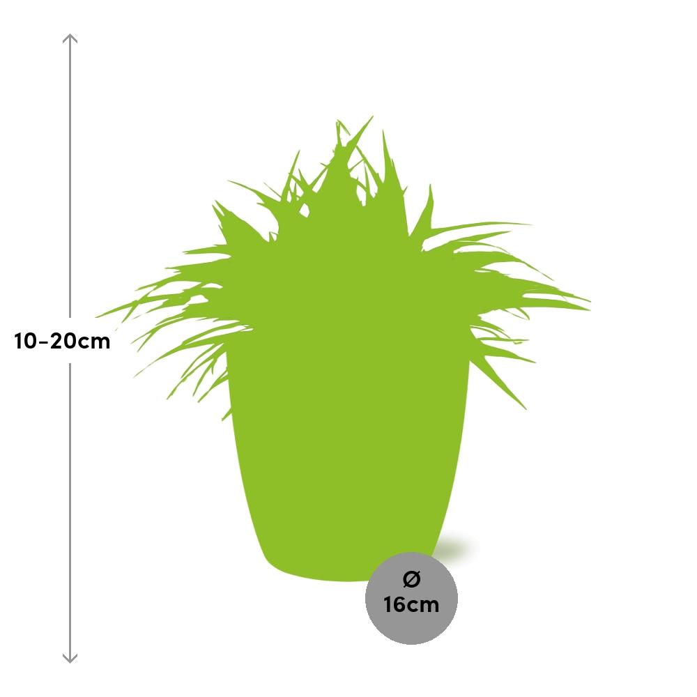 Chlorophytum Ocean 15cm in ELHO brussels 16cm weiß