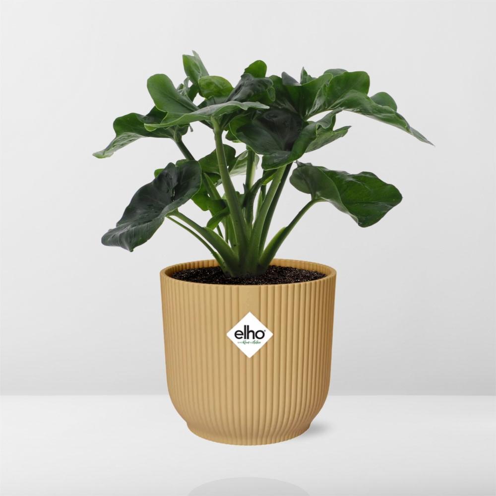 Philodendron Atom im ELHO Vibes Fold 14cm Topf Gelb