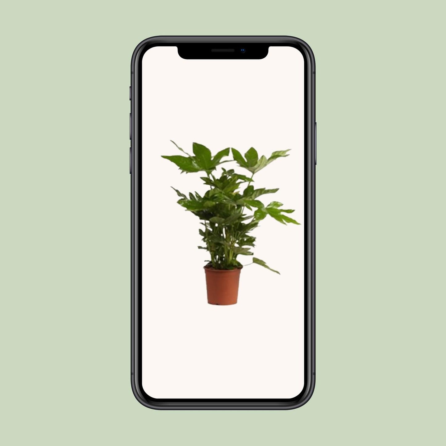 Fatsia Japonica – Pflegeleichte Zierpflanze mit großem Blatt