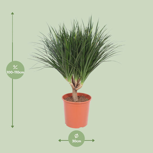 Dracaena Draco – Drachenbaum Ø30cm, Höhe 110cm