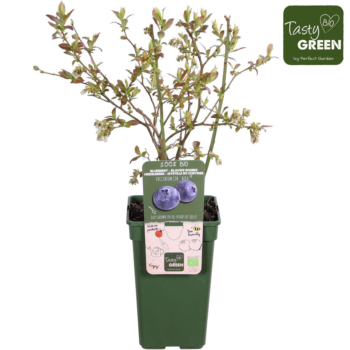 Vaccinium corymbosum 'Reka' - Bio-Blaubeere Ø13cm, 45cm hoch