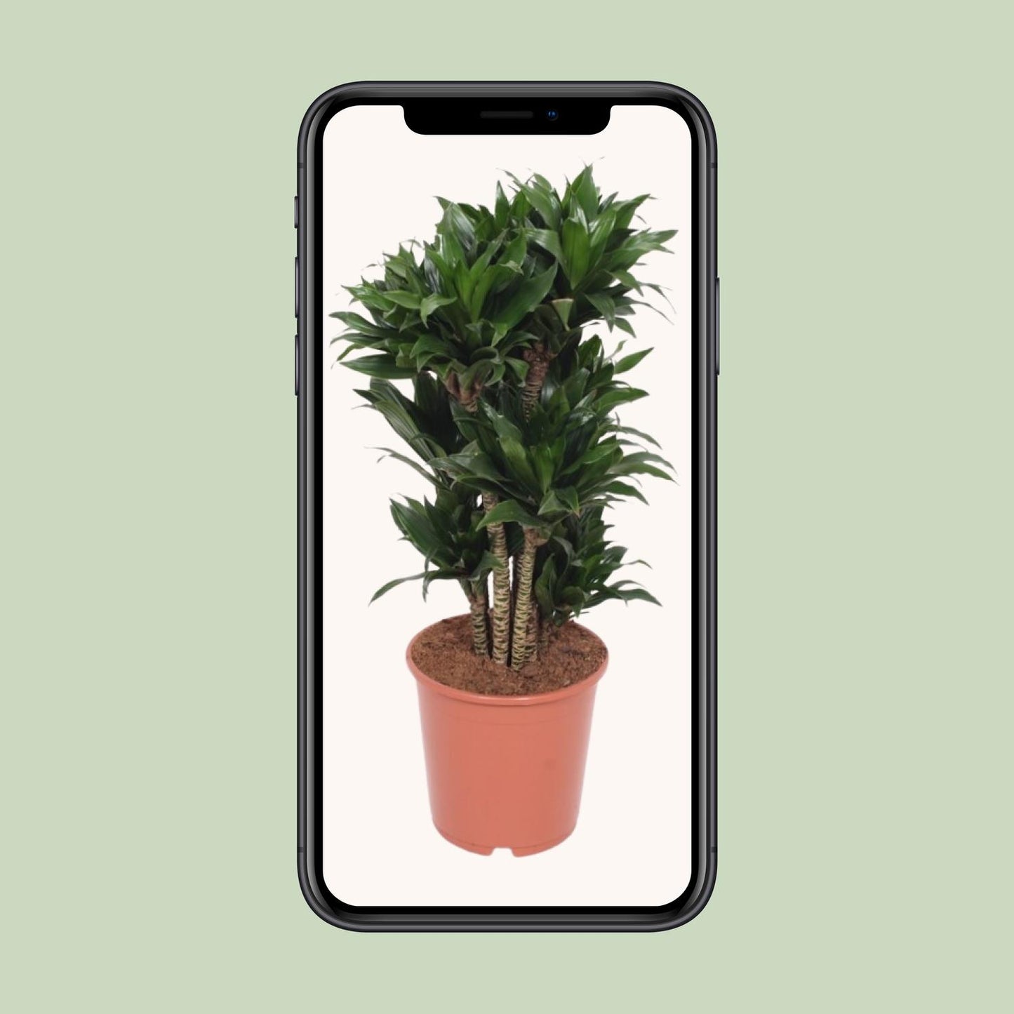 Dracaena Compacta – Drachenbaum Ø24cm, ca. 80cm hoch