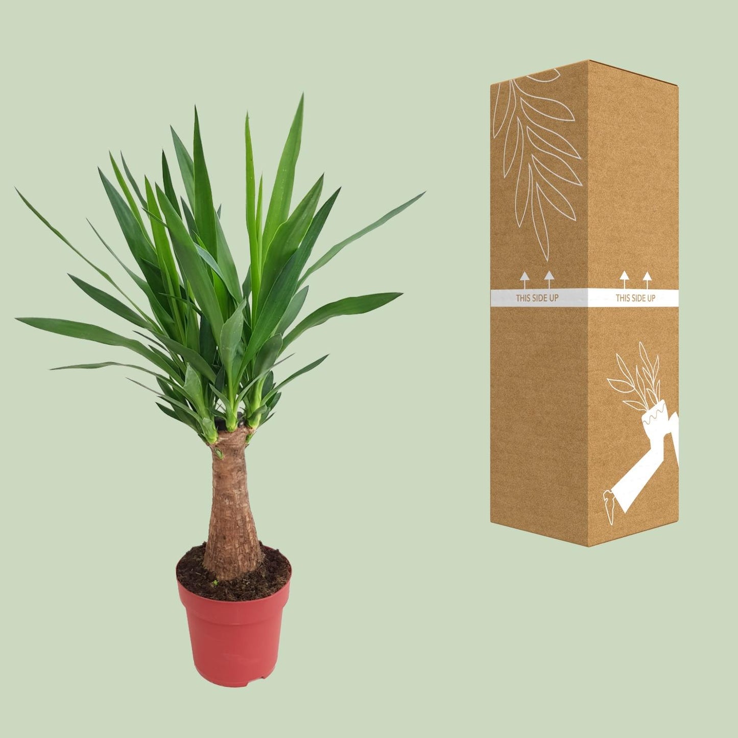 Yucca 'Maya Tree' – Pflegerleichte XXL-Zimmerpflanze Ø19cm