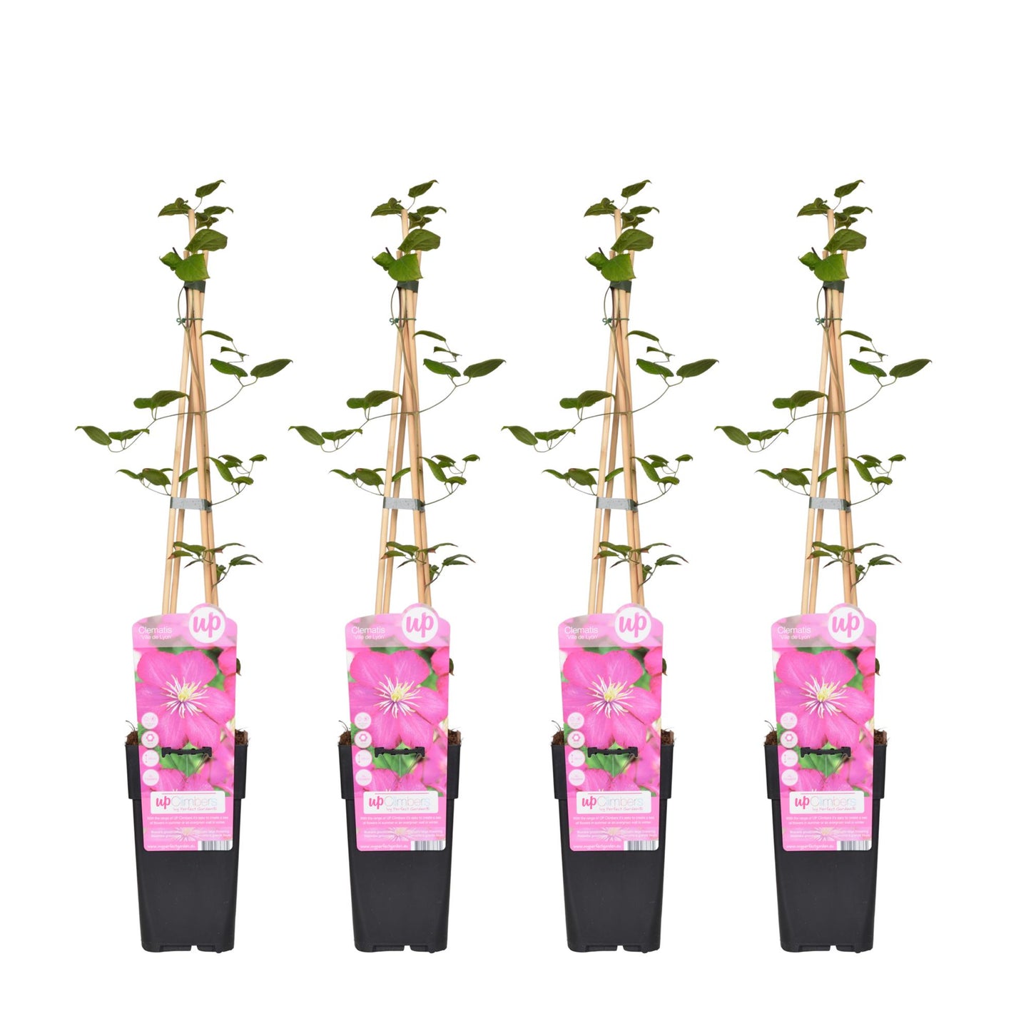4x Clematis Ville de Lyon – Kletterpflanze Ø15 cm, 65 cm hoch