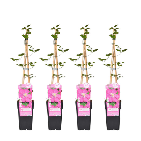 4x Clematis Ville de Lyon – Kletterpflanze Ø15 cm, 65 cm hoch