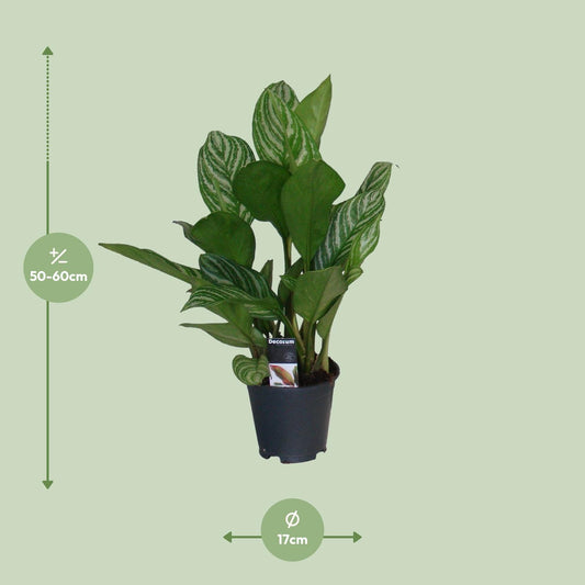 Aglaonema Stripes – Pflegeleichte Zimmerpflanze Ø17 cm