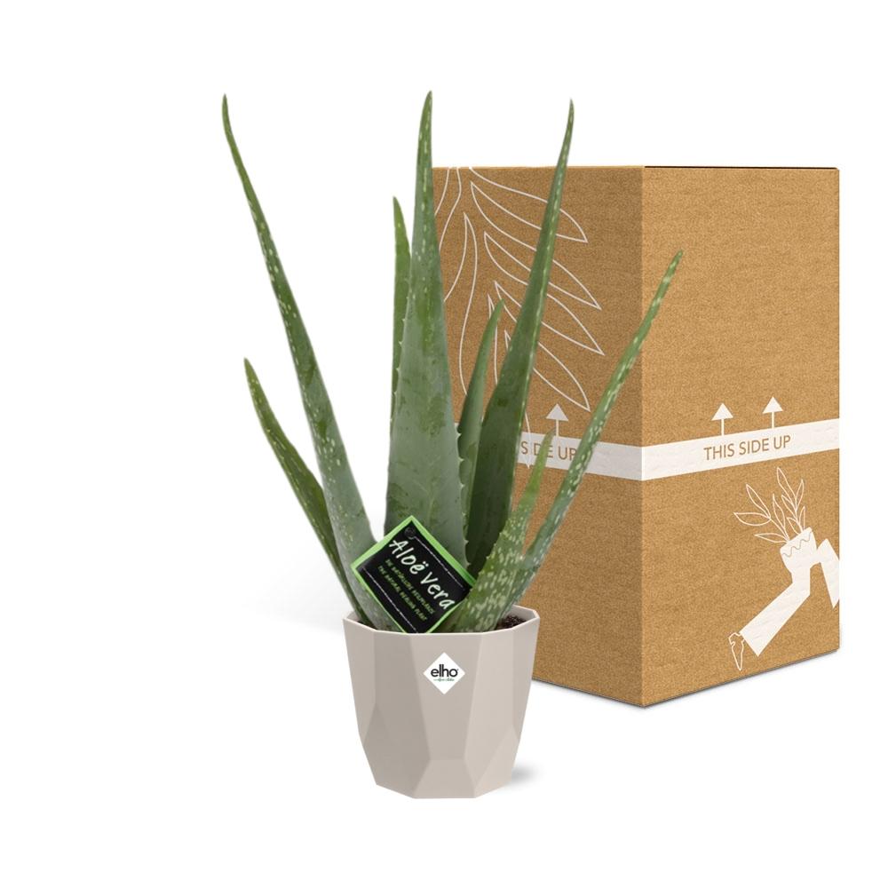 Aloe Vera 12 cm im ELHO b.for rock Topf warm grey