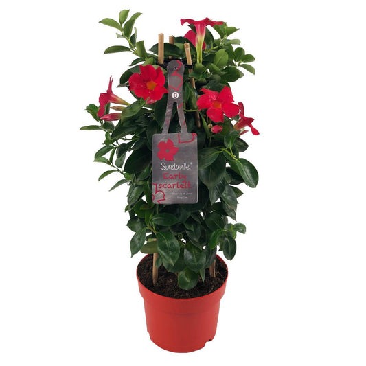 Mandevilla Sundaville Early Scarlet – Kletterpflanze Ø17cm, 55cm hoch