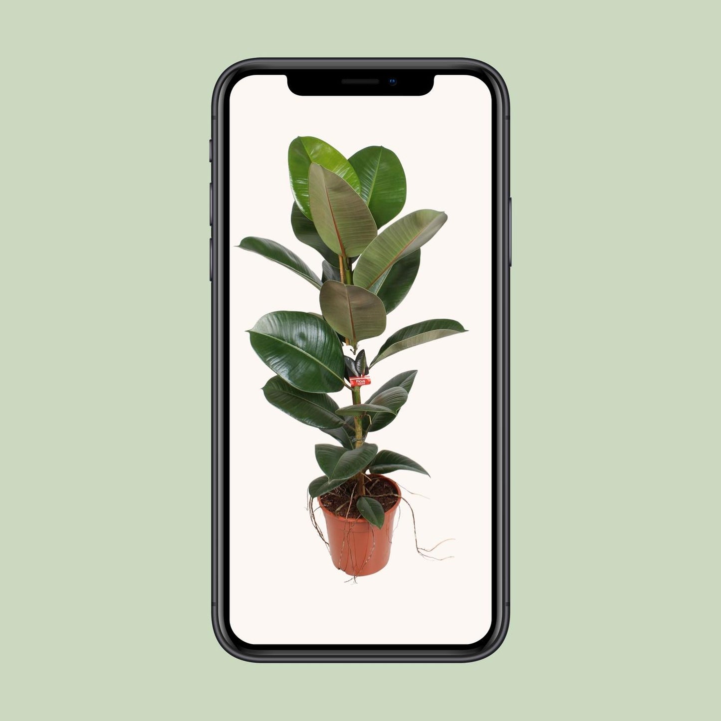 Ficus Elastica Robusta 21 cm – Pflegeleichte Zimmerpflanze