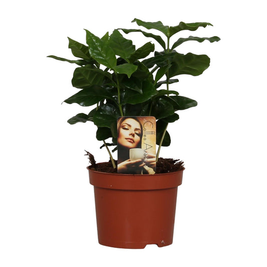 Coffea arabica – Stilvolle Kaffeepflanze Ø12cm, 25cm hoch