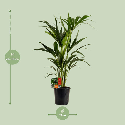 Kentia-Palme (Howea Forsteriana) – Ø19cm, ca. 100cm hoch