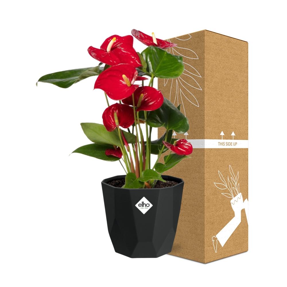 Anthurium Red 12cm im schwarzen Design-Topf 14cm
