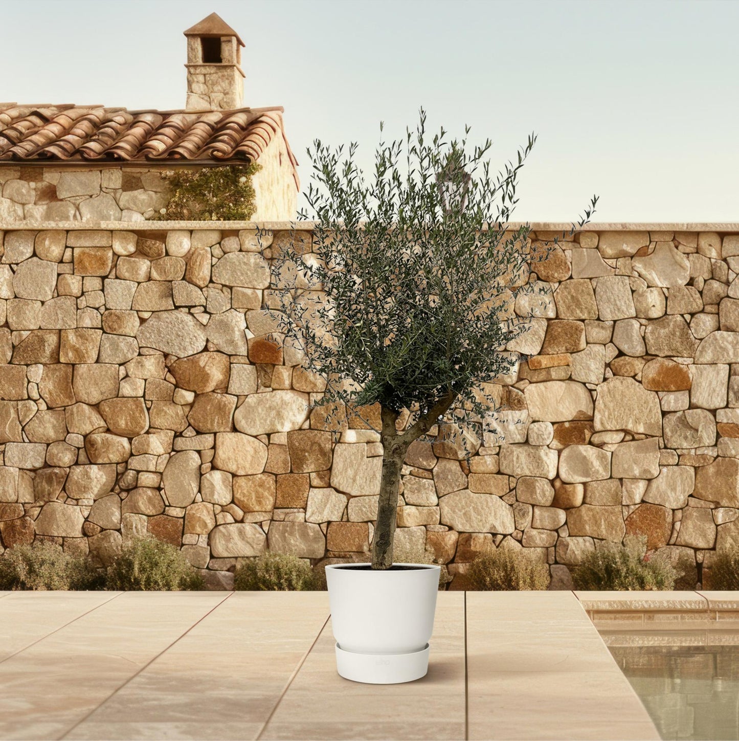 Olea Lorc Olivenbaum – 200 cm, Ø 45 cm – elegant & pflegeleicht