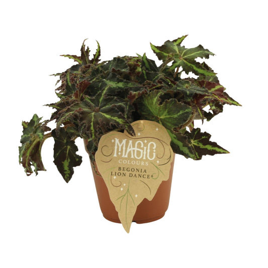 Begonia Rex Lion Dance – Pflegeleichte Zimmerbegonie Ø12 cm