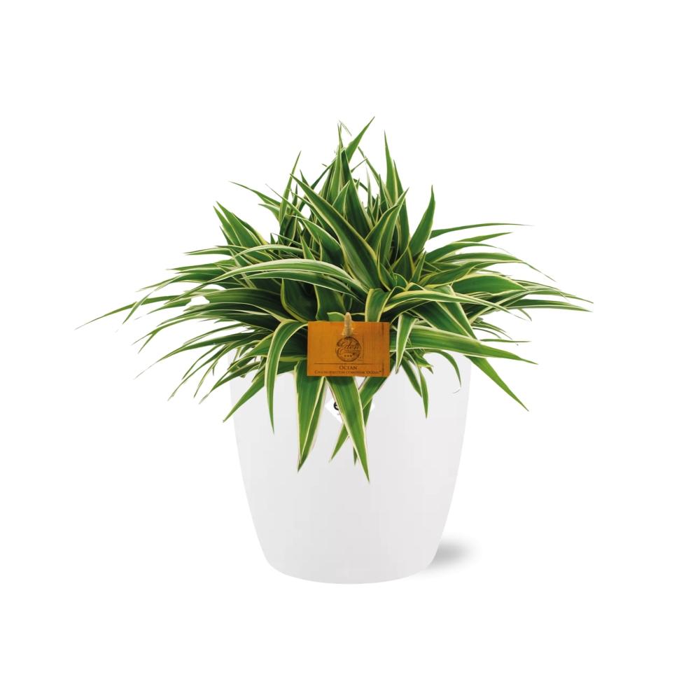 Chlorophytum Ocean 15cm in ELHO brussels 16cm weiß
