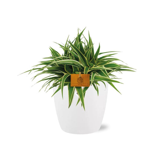 Chlorophytum Ocean 15cm in ELHO brussels 16cm weiß