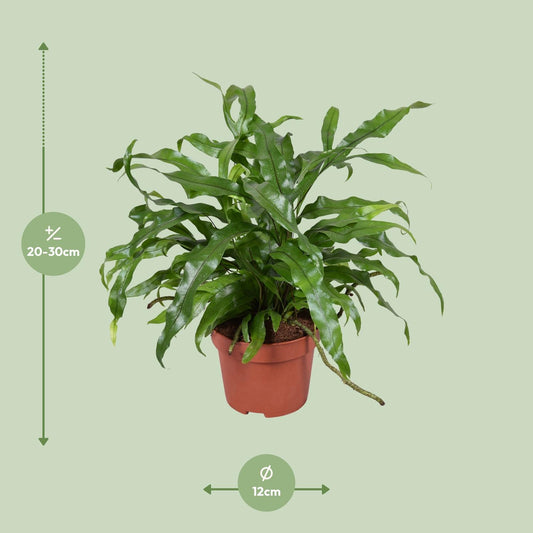 Microsorum diversifolium – Känguru-Farn Ø12cm, 25cm hoch