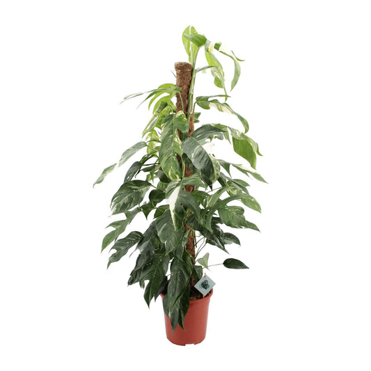 Epipremnum Pinnatum Albo Variegata – pflegeleichte Zimmerpflanze Ø24cm