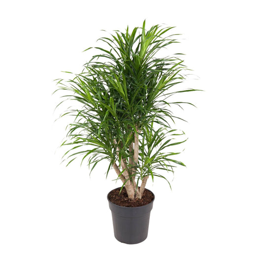 Dracaena Anita – Eleganter Drachenbaum Ø24cm, 100cm hoch