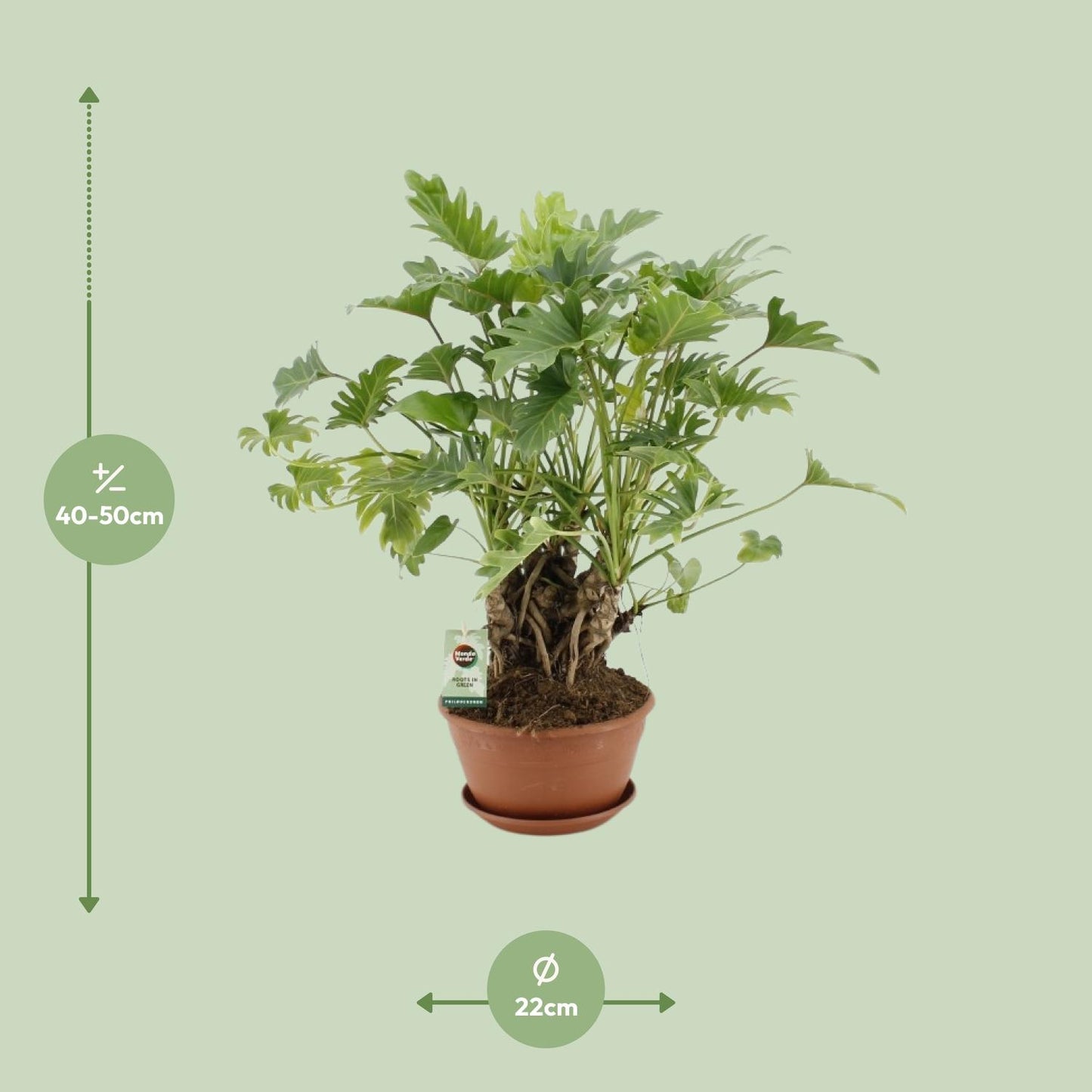 Philodendron Xanadu am Stamm - Ø22cm Topf, ca. 50cm hoch