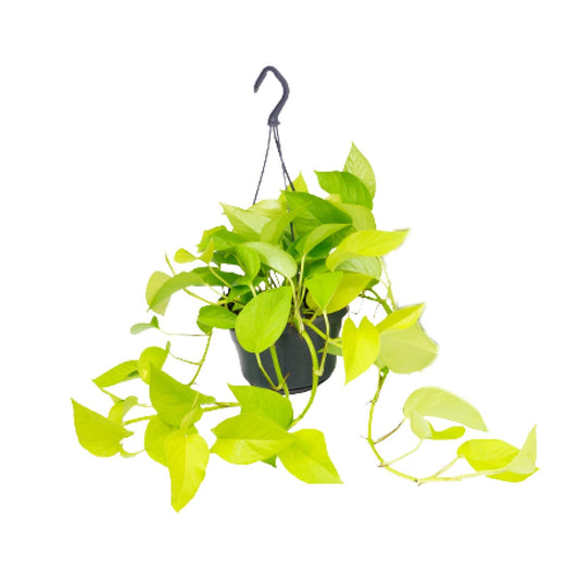 Epipremnum Golden Pothos – Pflegeleichte Kletterpflanze Ø15cm