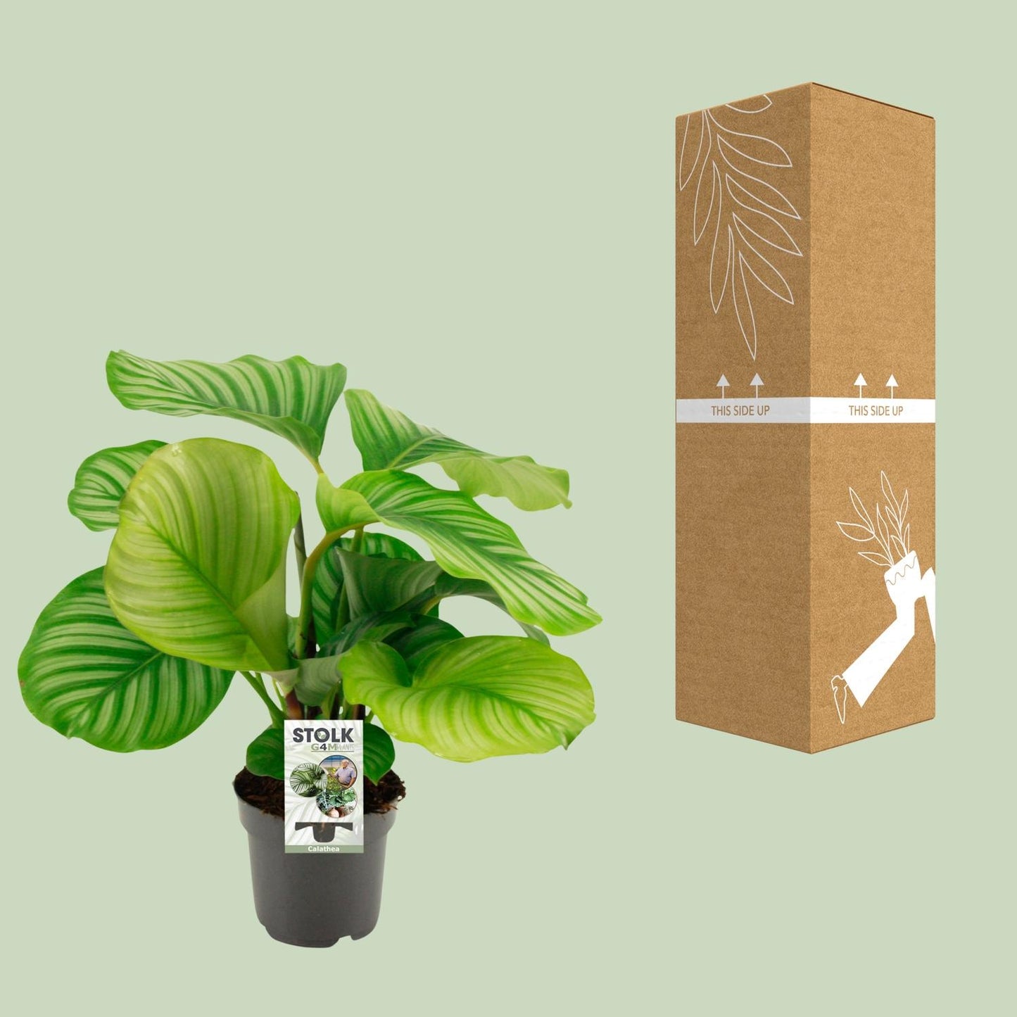 Calathea Orbifolia – Pflegeleichte Zimmerpflanze Ø50cm