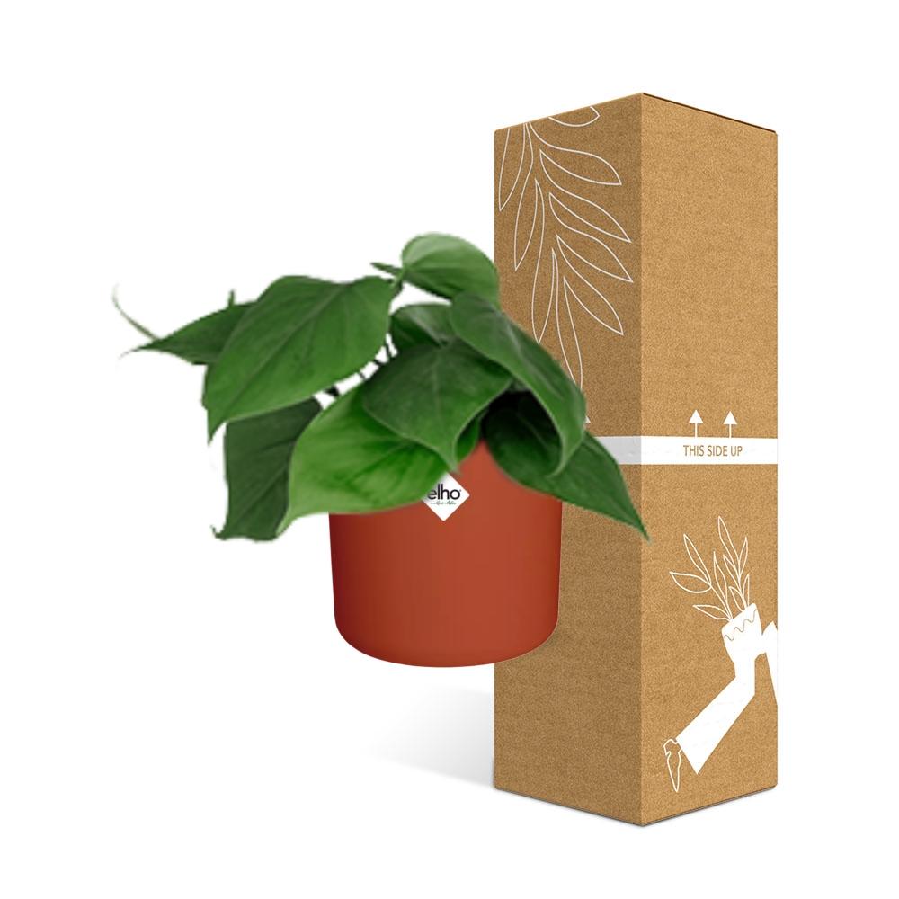 Philodendron Scandens im ELHO b.for soft Rond 14cm Brique