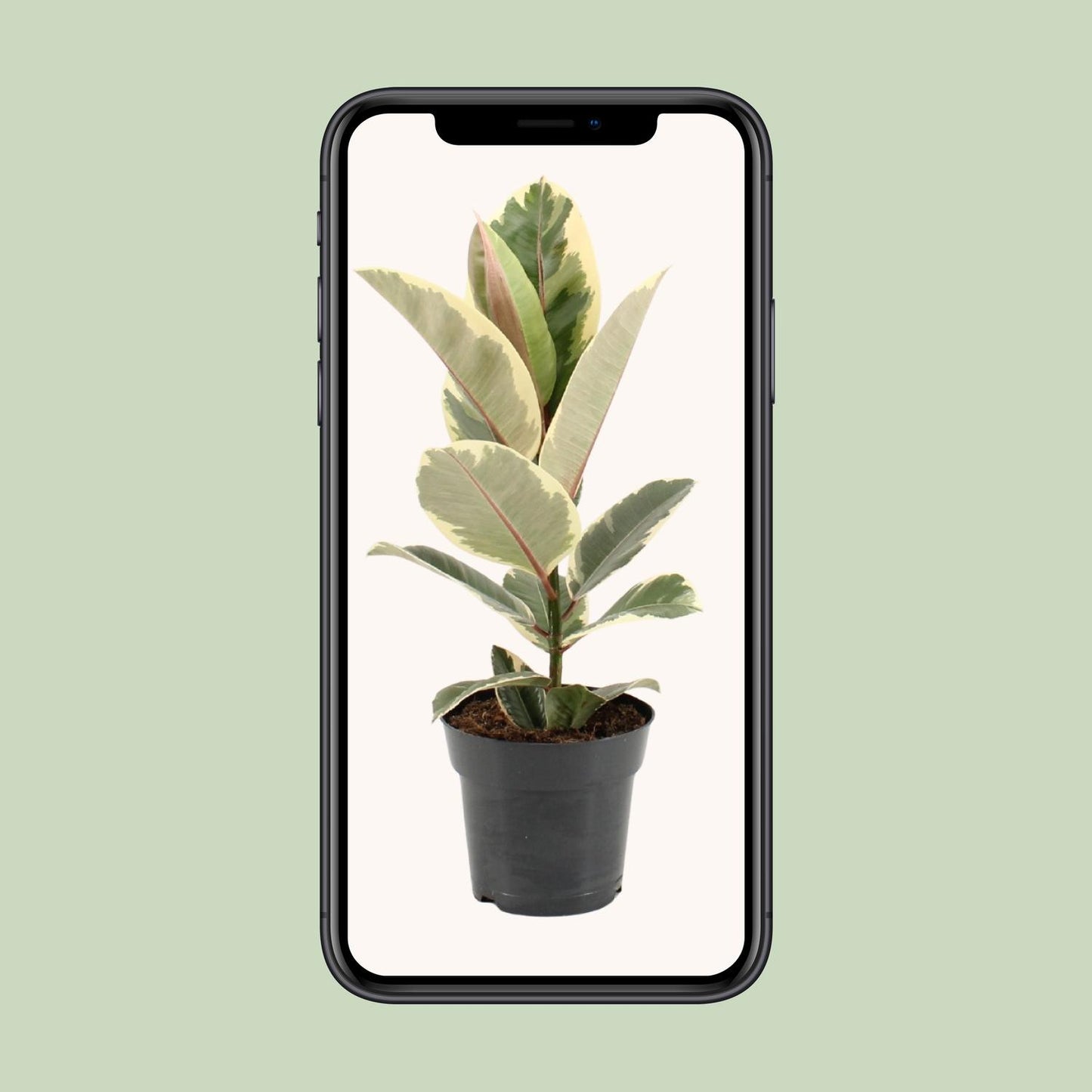 Ficus Elastica Tineke – Pflegeleichte Zimmerpflanze Ø17cm