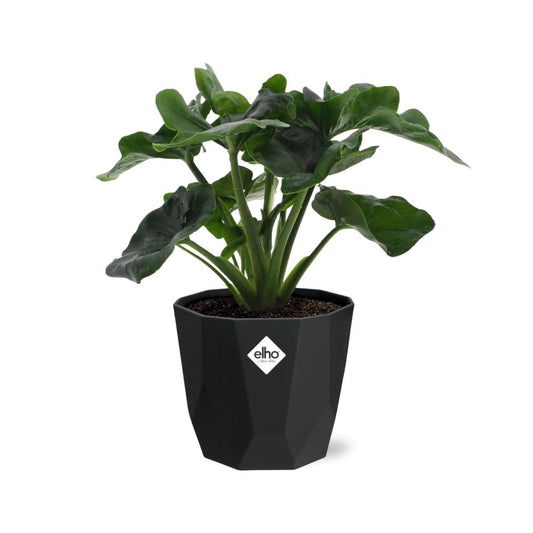 Philodendron Atom – pflegeleichte Zimmerpflanze in 14 cm Topf