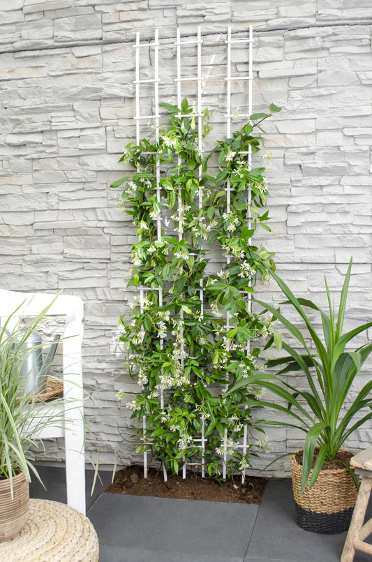 Trachelospermum 'Star of Venice' – Toskanischer Jasmin Weiß Ø15cm