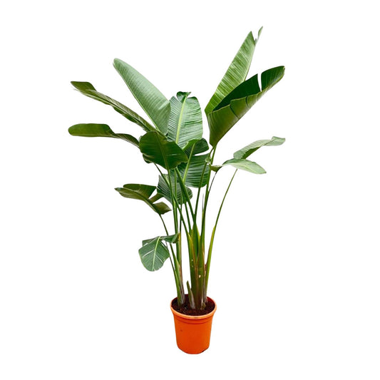Strelitzia Augusta de luxe XXL – 250 cm, ø38 cm