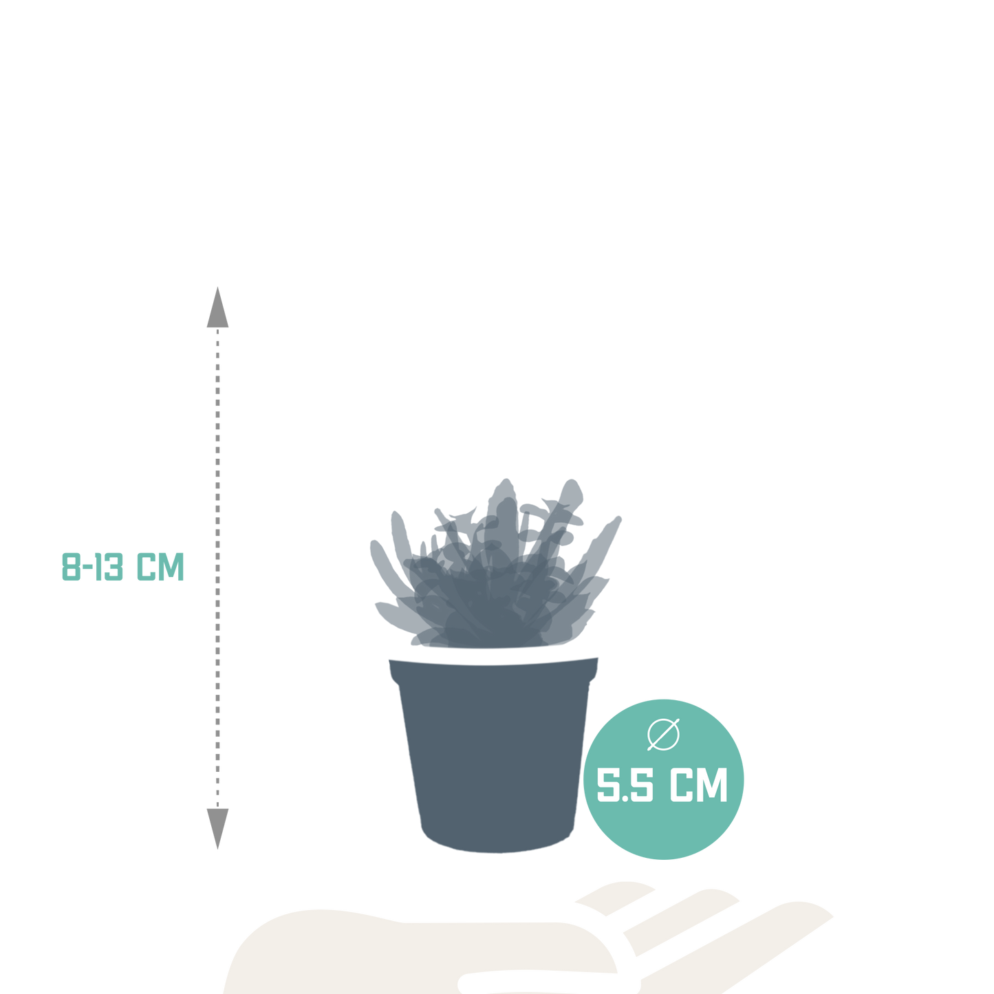 Vetplanten Sukkulenten-Mischung 5x ohne Topf 5,5 cm