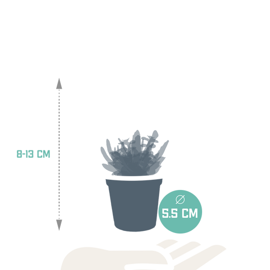 Vetplanten Sukkulenten-Mischung 5x ohne Topf 5,5 cm