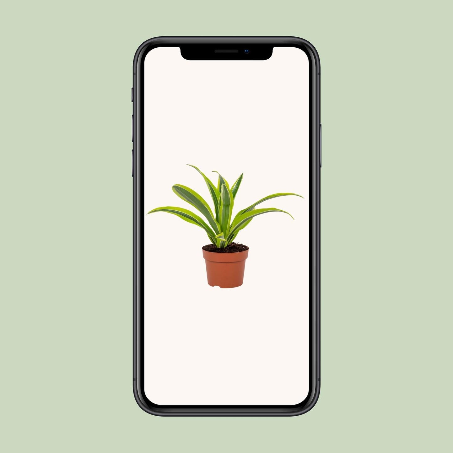 Dracaena Lemon Lime – Pflegeleichter Drachenbaum Ø12cm