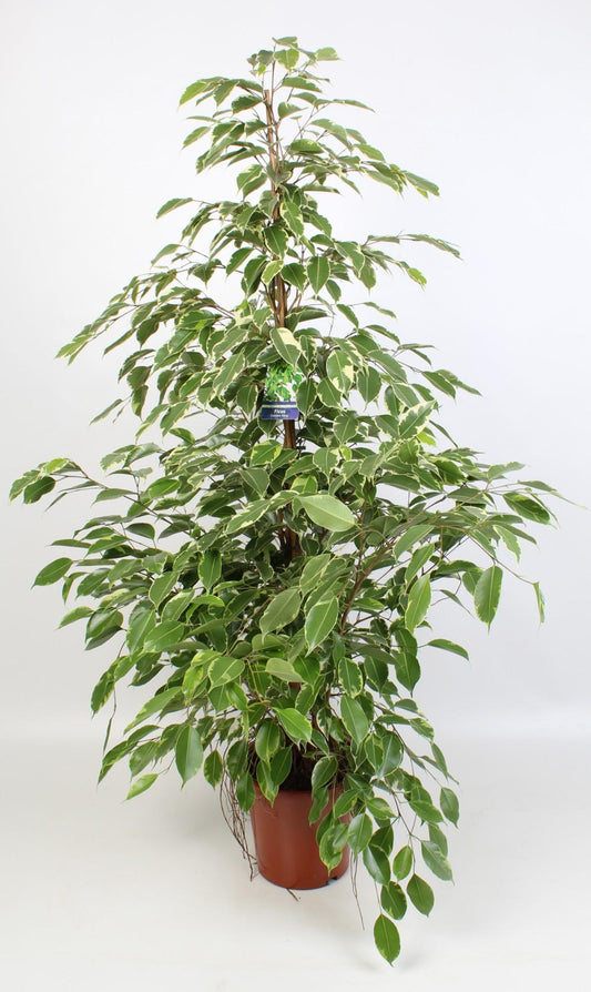 Ficus Benjamina Golden King – Glänzende Blattpracht Ø21 cm