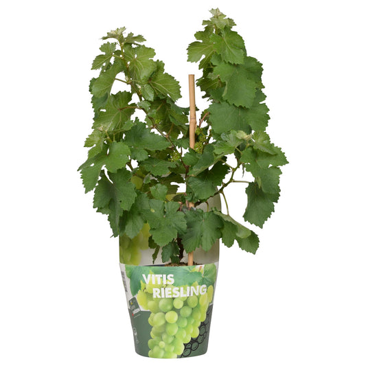 Vitis Pixie Riesling – kompakte Zwergtraube im Topf Ø14cm