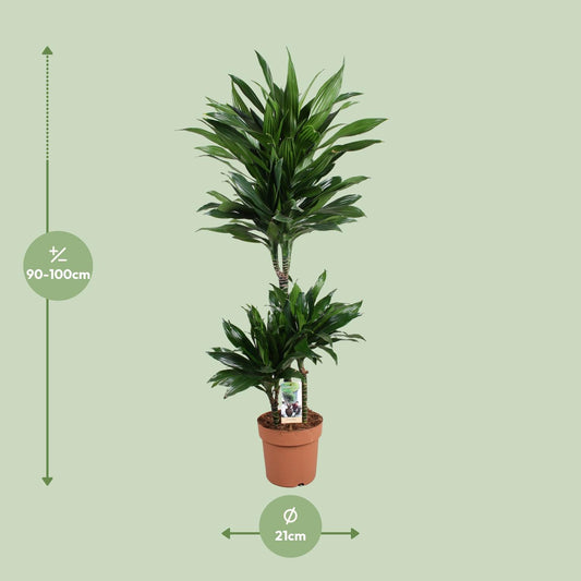 Dracaena Green Jewel – Pflegeleichte Grünpflanze Ø21cm