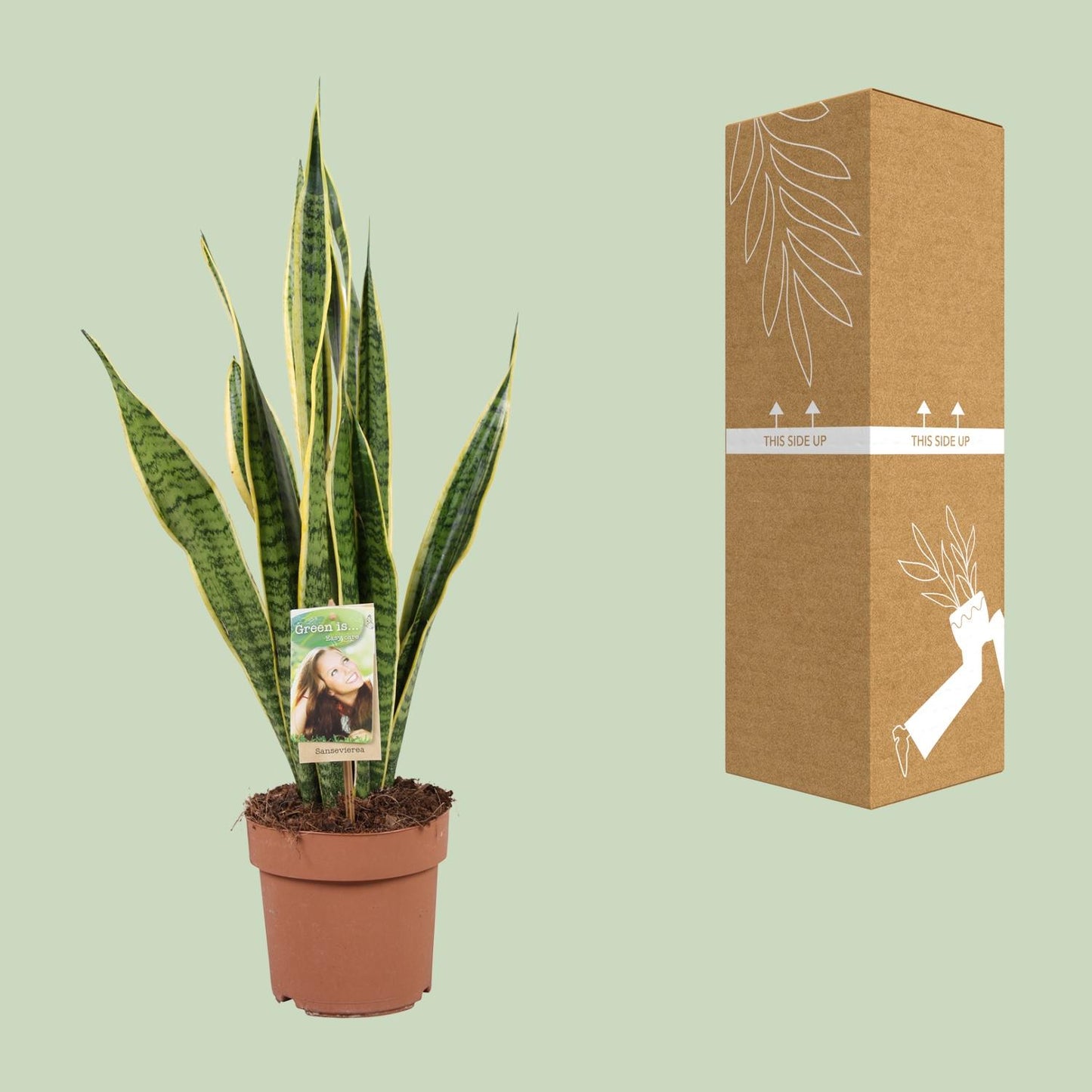 Sansevieria Trifasciata Laurentii – Pflegeleichte Schlangenpflanze Ø17cm